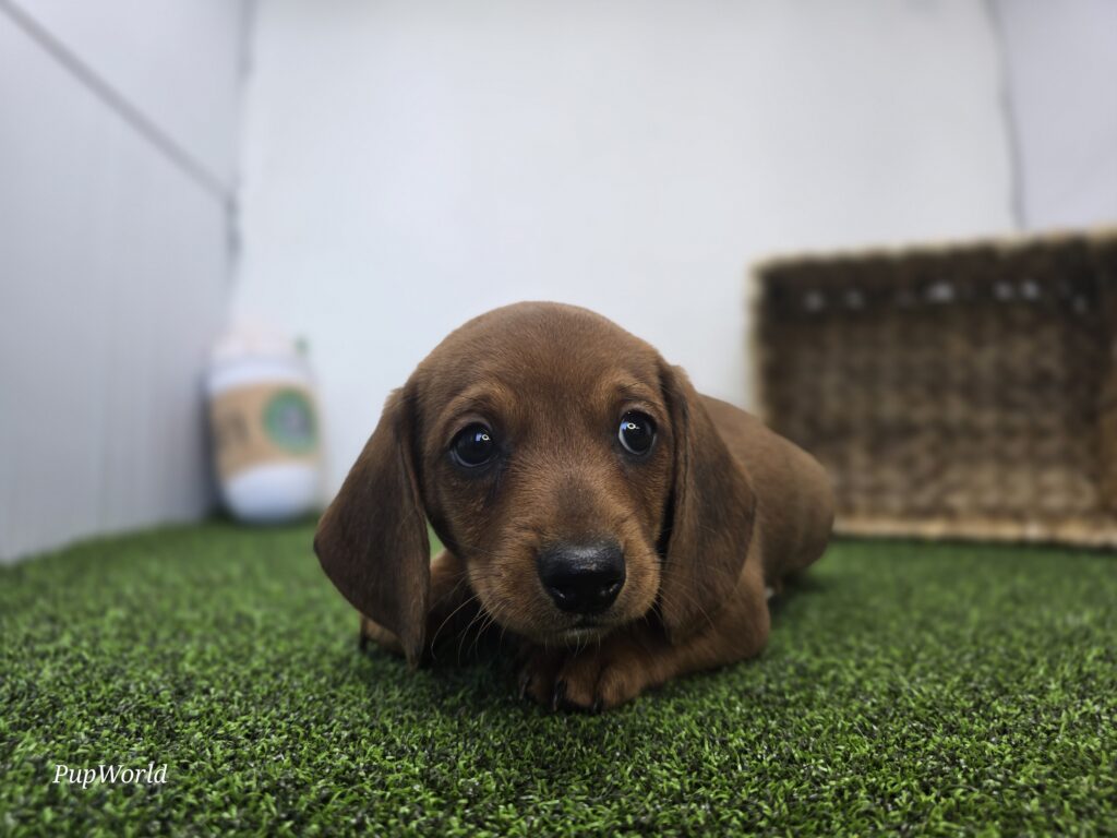 [#26182-04]  - Chocolate M Dachshund Puppies For Sale