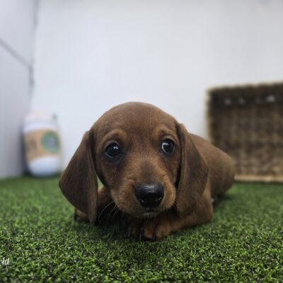 Dachshund - 1280 - Dakota