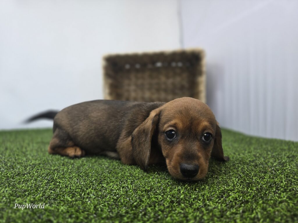 [#26182-05]  - Chocolate F Dachshund Puppies For Sale