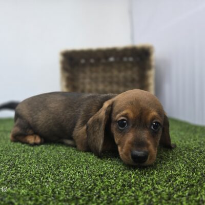 Dachshund - 1281 - Juliette