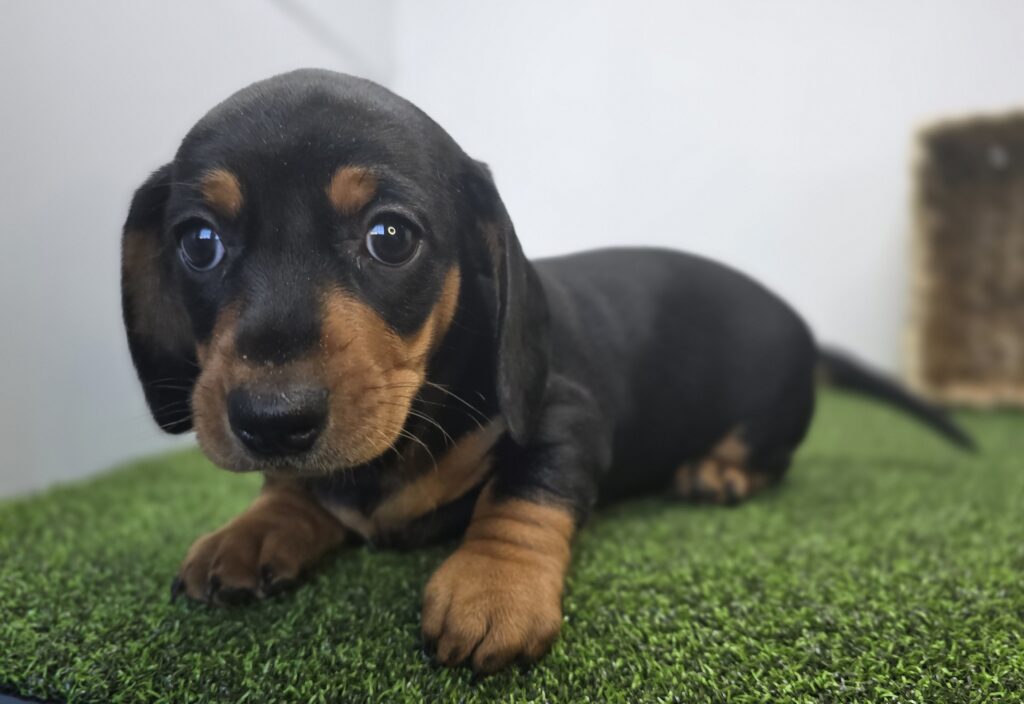 [#26182-06]  - Black / Tan F Dachshund Puppies For Sale