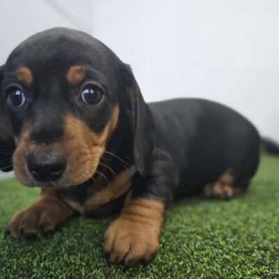 Dachshund - 1282 - Georgia