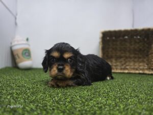 Cavalier King Charles Spaniel
