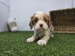 Cavalier King Charles Spaniel