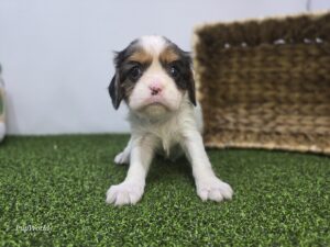 Cavalier King Charles Spaniel