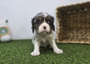 Cavalier King Charles Spaniel