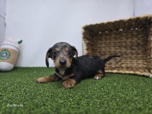 Dachshund