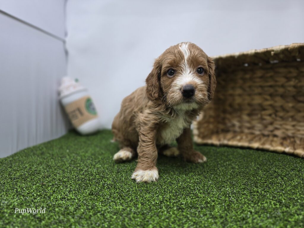 [#26219-02]  - Light Apricot M Goldendoodle Mini F1b Puppies For Sale
