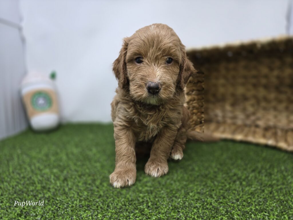 [#26219-04]  - Light Apricot M Goldendoodle Mini F1b Puppies For Sale