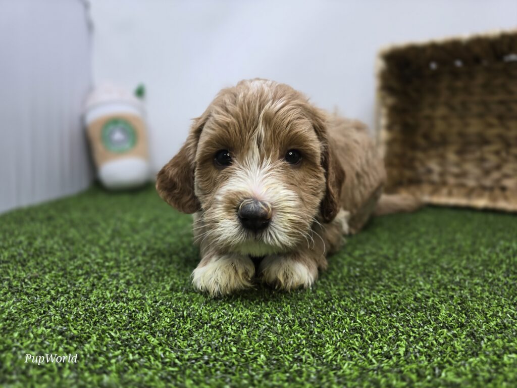 Russell - Goldendoodle Mini F1b - Image 6