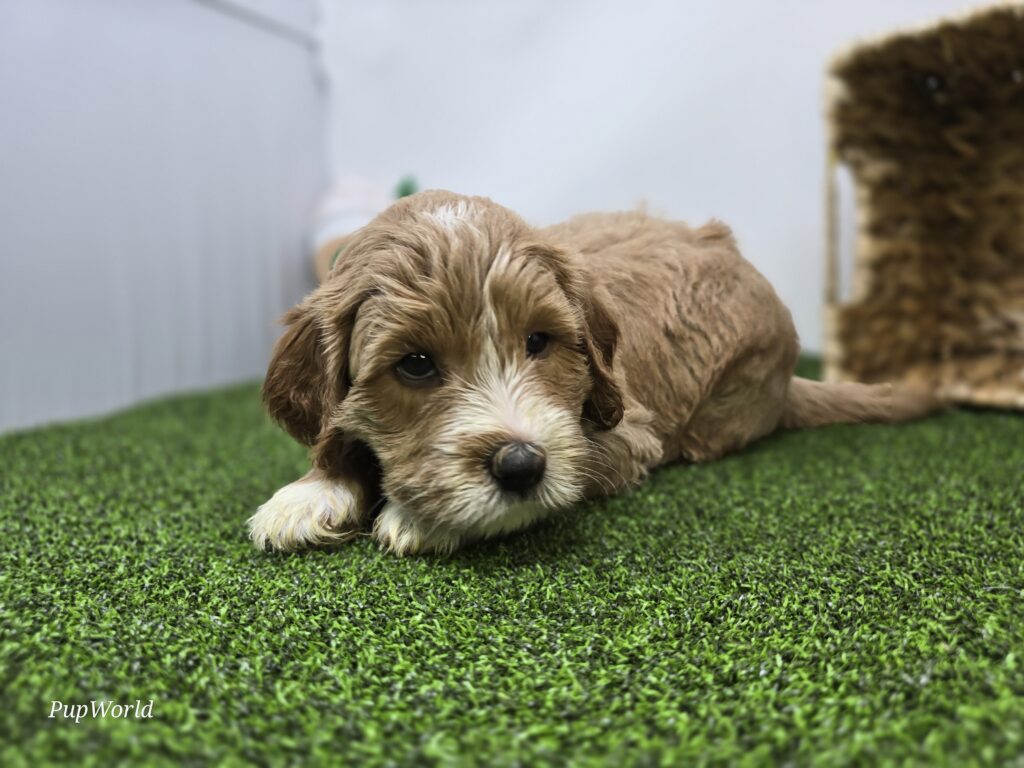 Russell - Goldendoodle Mini F1b - Image 3