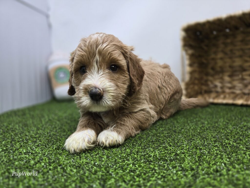 [#26219-05]  - Light Apricot M Goldendoodle Mini F1b Puppies For Sale
