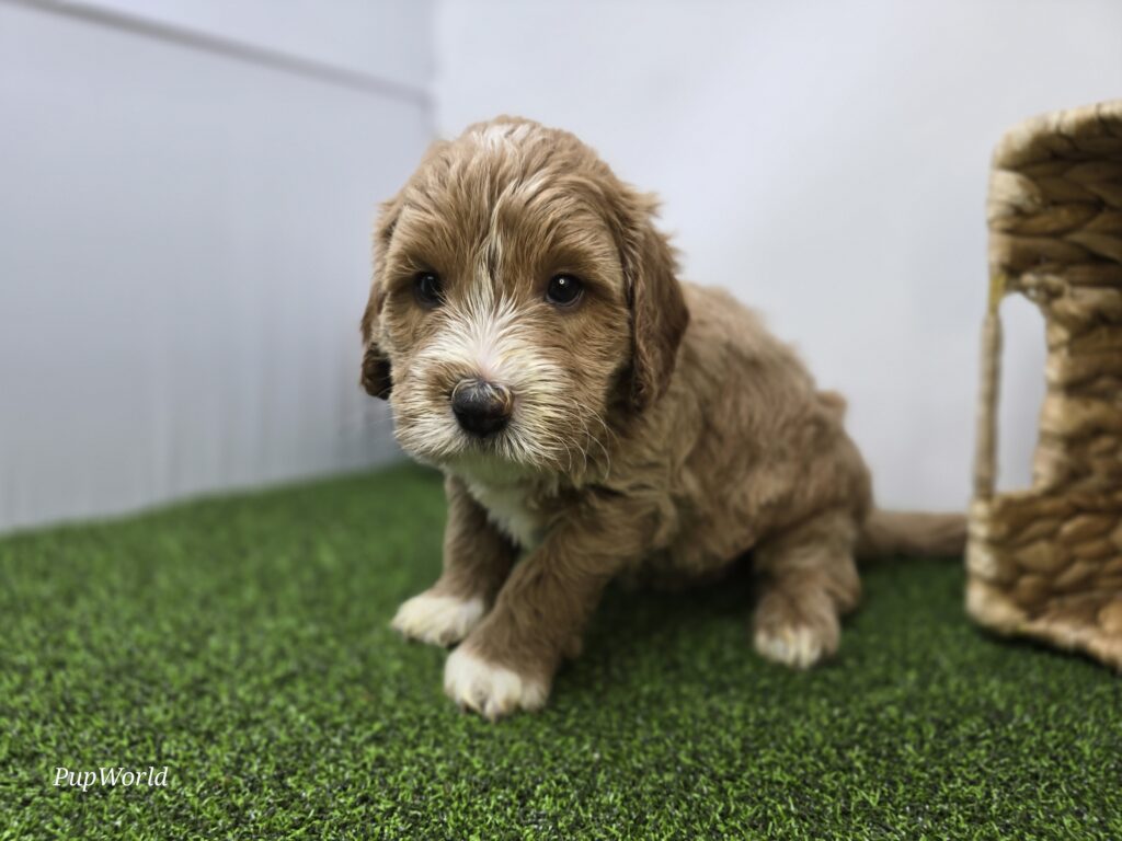 Russell - Goldendoodle Mini F1b - Image 2