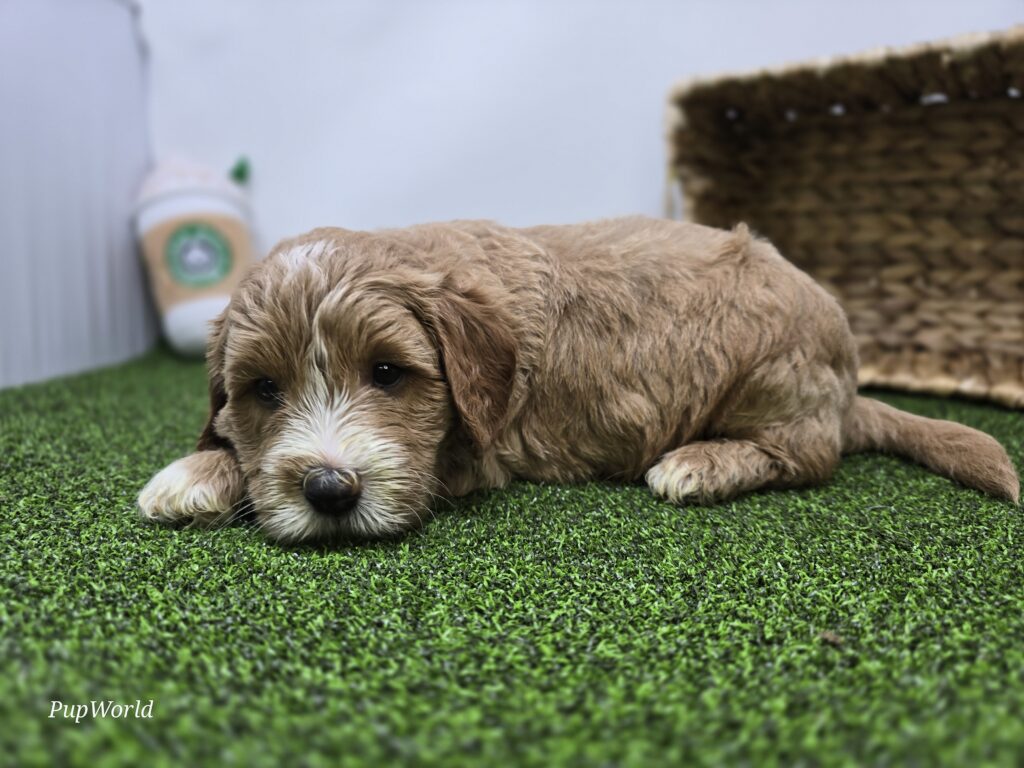 Russell - Goldendoodle Mini F1b - Image 4