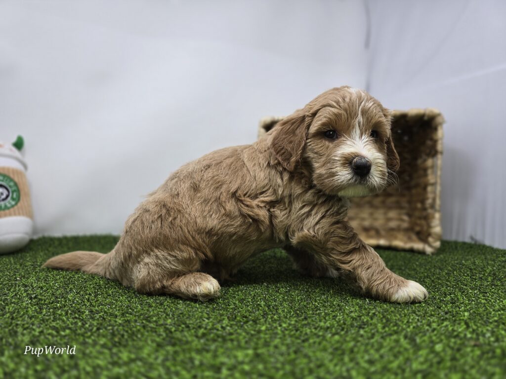 Russell - Goldendoodle Mini F1b - Image 5