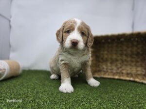 Goldendoodle Mini F1b
