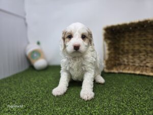 Goldendoodle Mini F1b