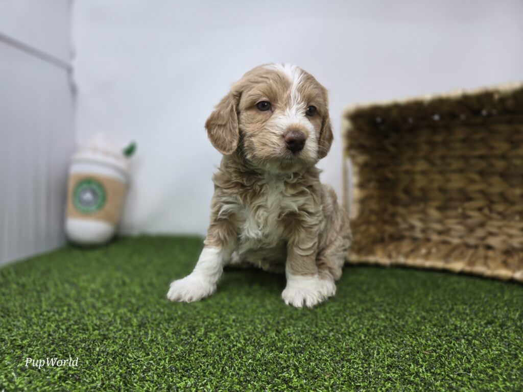 [#26219-08]  - Light Apricot F Goldendoodle Mini F1b Puppies For Sale