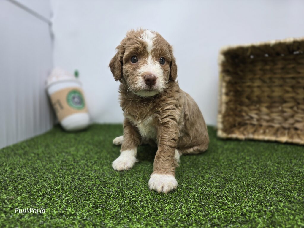 [#26219-09]  - Light Apricot F Goldendoodle Mini F1b Puppies For Sale