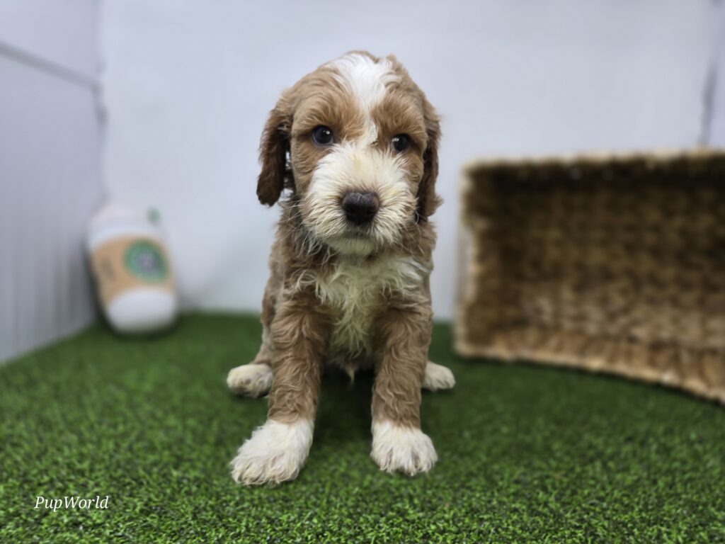 [#26220-01]  - Light Apricot M Goldendoodle Mini F1b Puppies For Sale
