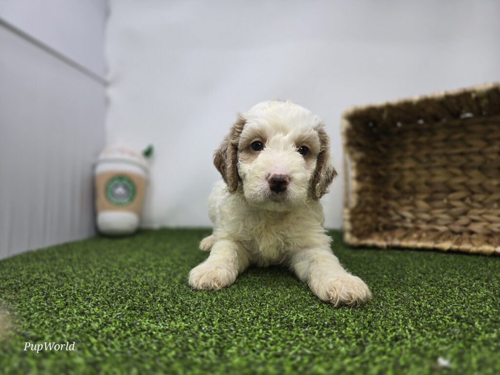 [#26220-02]  - White M Goldendoodle Mini F1b Puppies For Sale