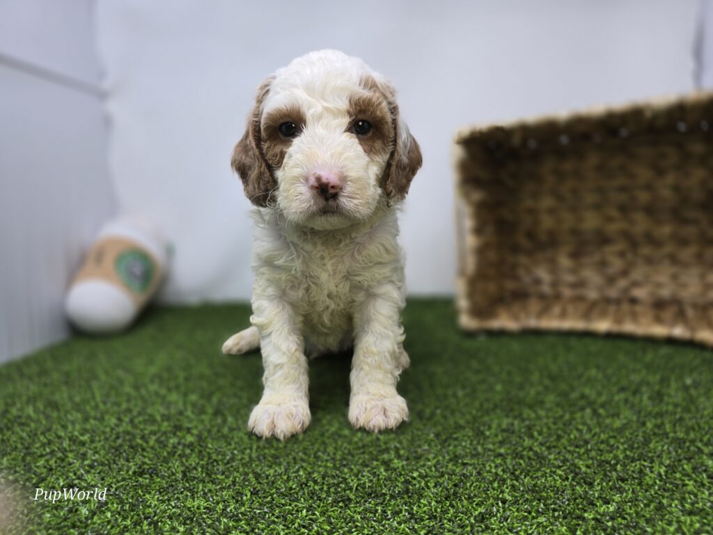 [#26220-03]  - White M Goldendoodle Mini F1b Puppies For Sale