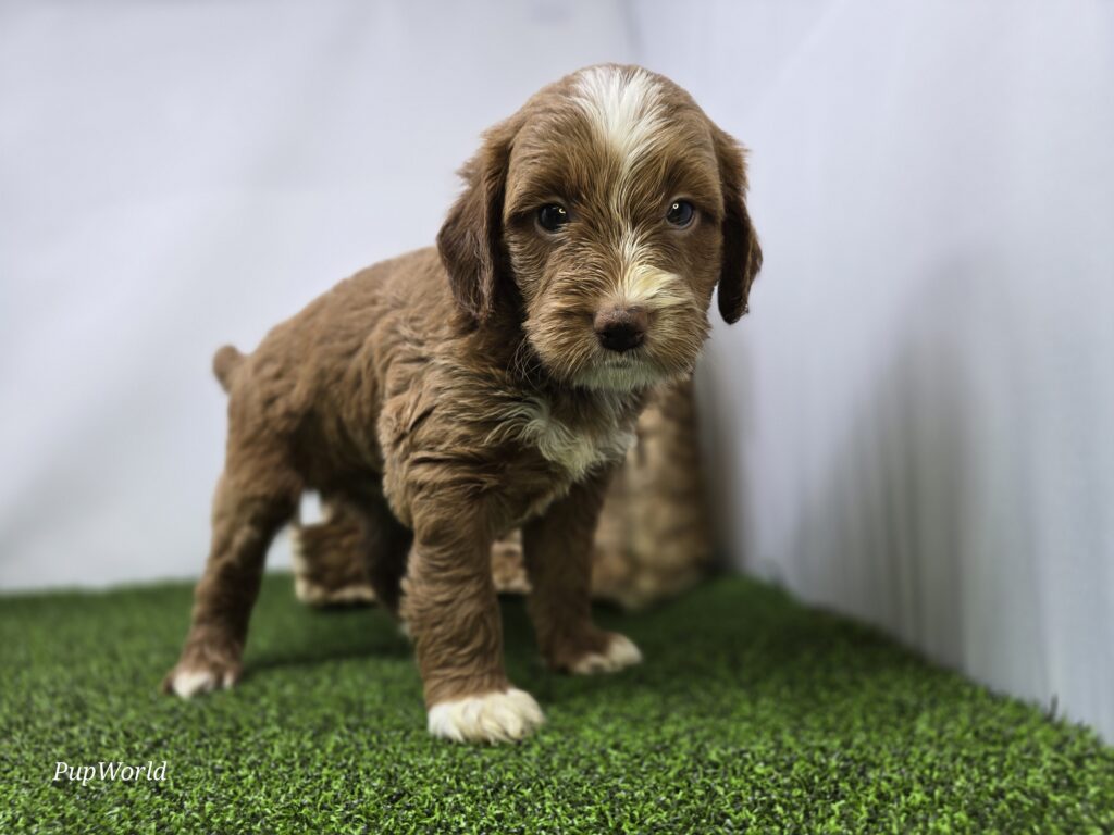 [#26220-04]  - Apricot M Goldendoodle Mini F1b Puppies For Sale