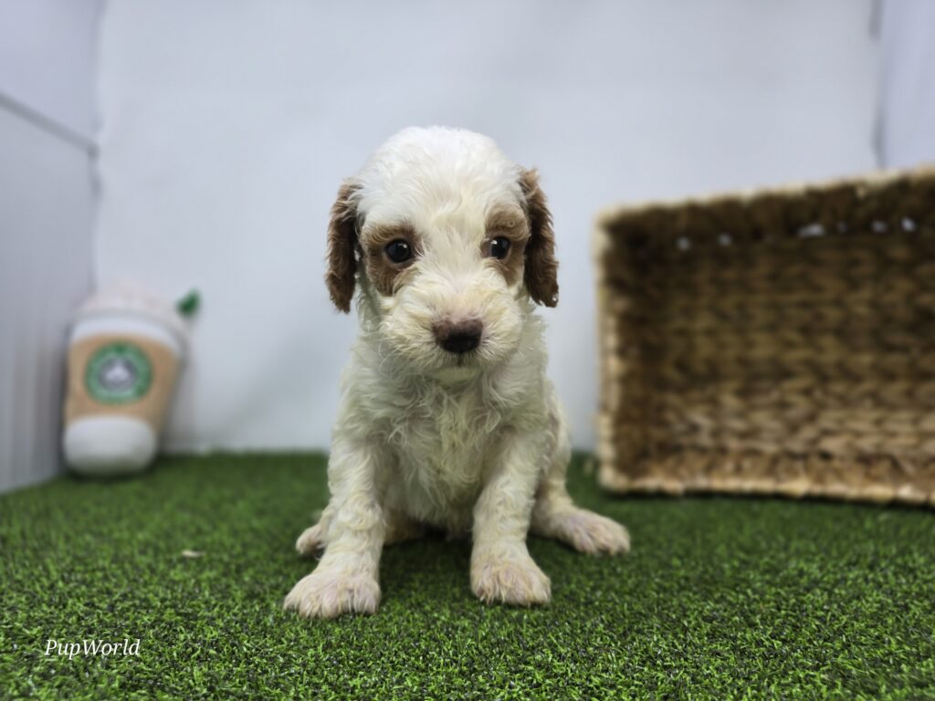 Reece - Goldendoodle Mini F1b - Image 2