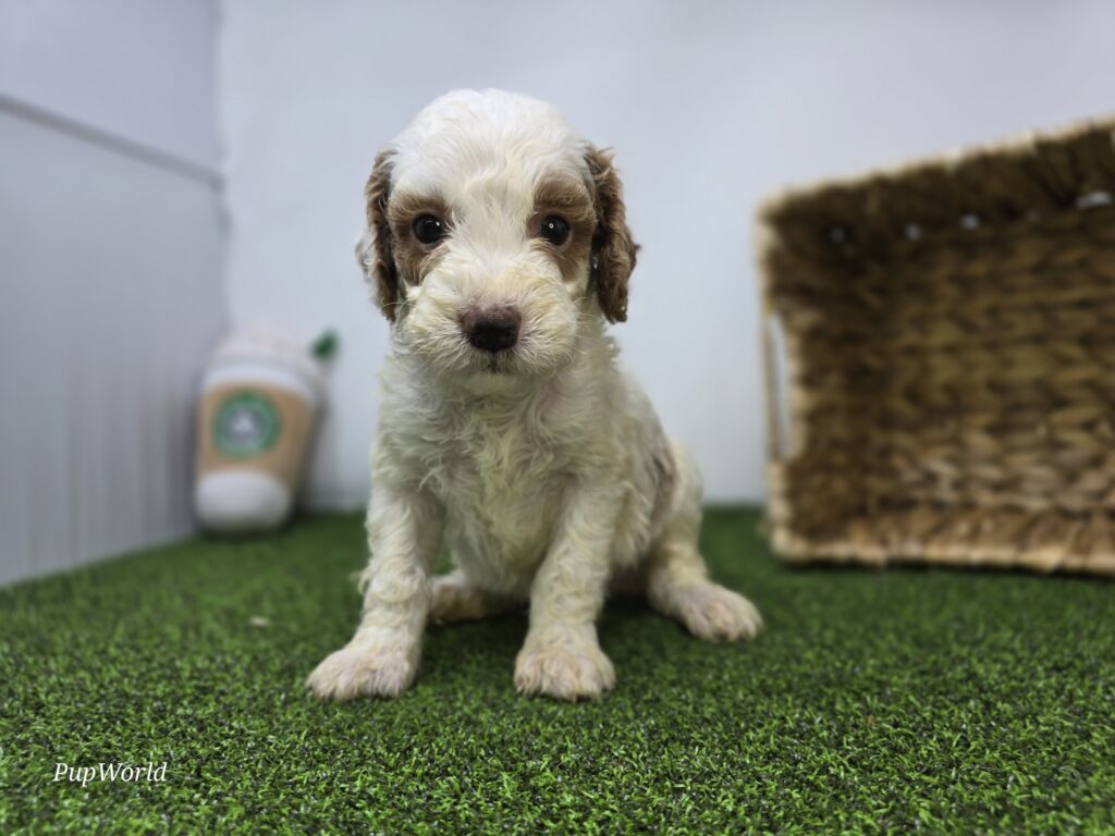 [#26220-05]  - White M Goldendoodle Mini F1b Puppies For Sale
