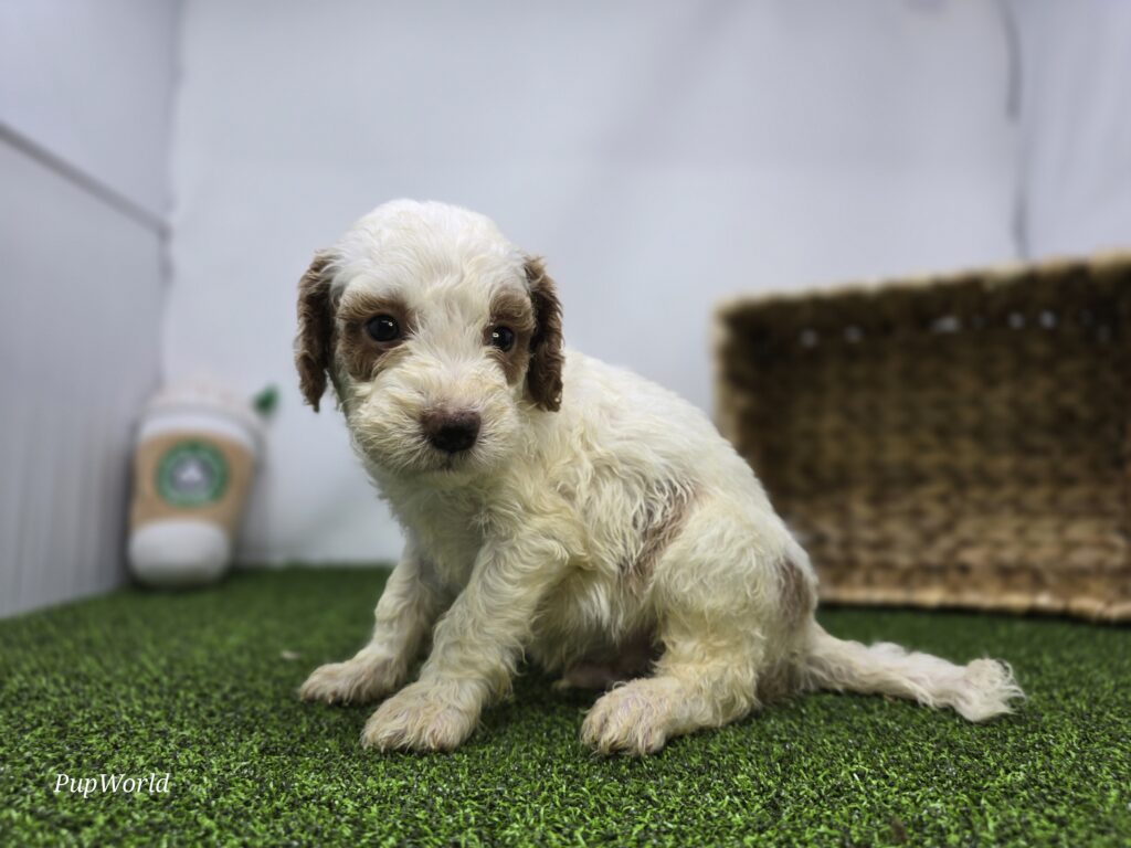 Reece - Goldendoodle Mini F1b - Image 3