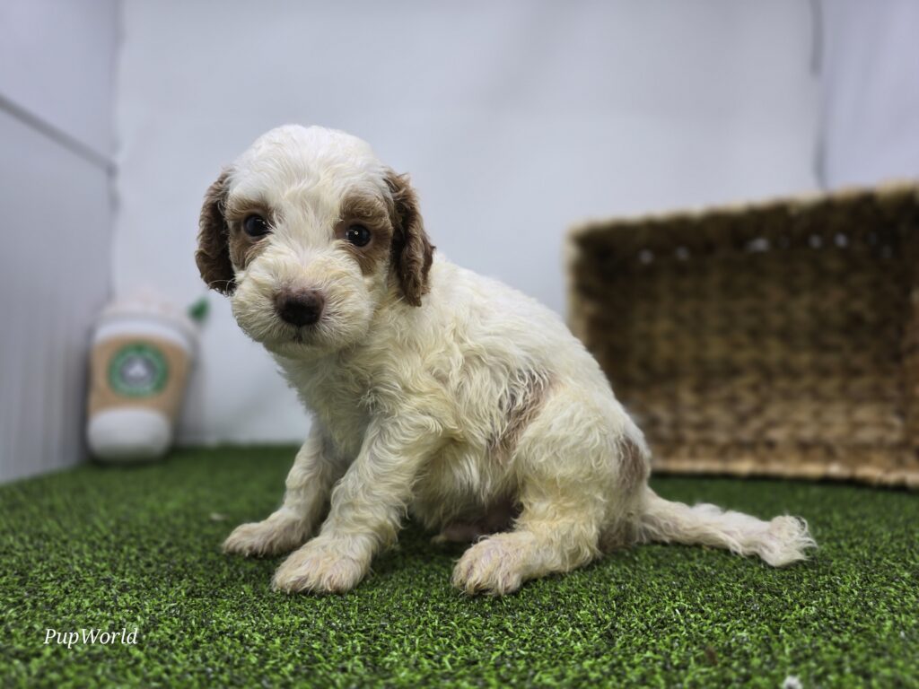 Reece - Goldendoodle Mini F1b - Image 4