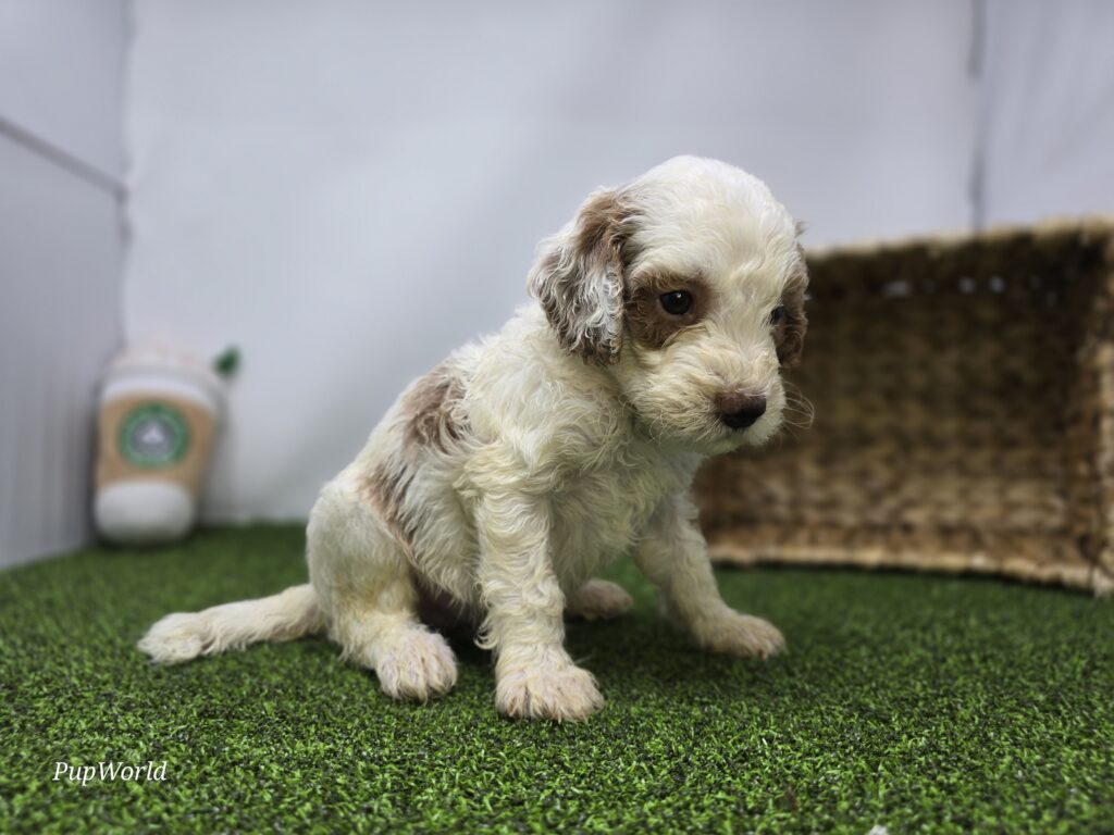 Reece - Goldendoodle Mini F1b - Image 5