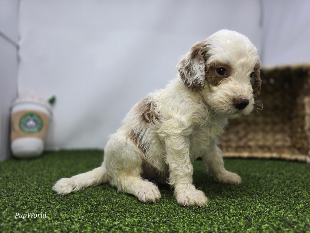 Reece - Goldendoodle Mini F1b - Image 6