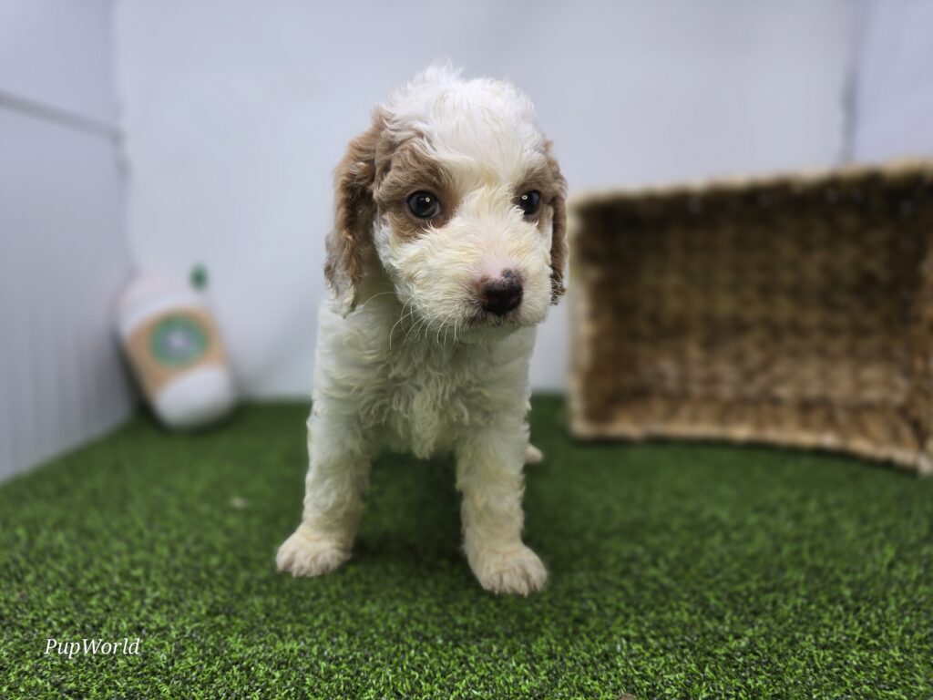 [#26220-06]  - Apricot F Goldendoodle Mini F1b Puppies For Sale