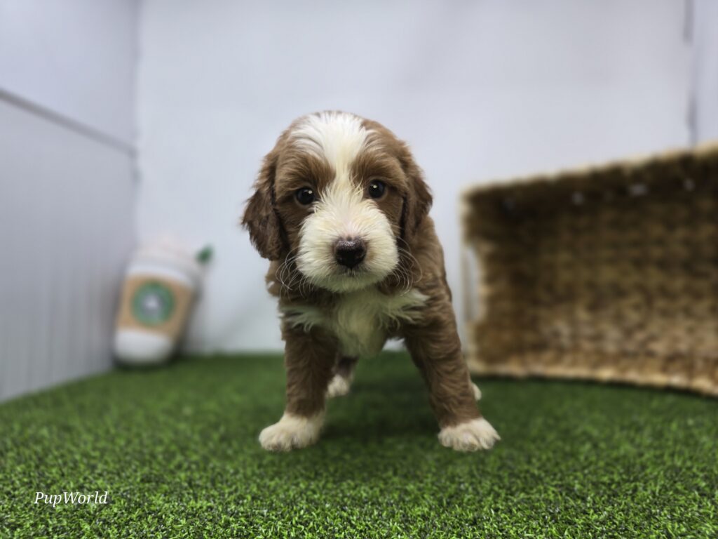 [#26220-07]  - Apricot F Goldendoodle Mini F1b Puppies For Sale