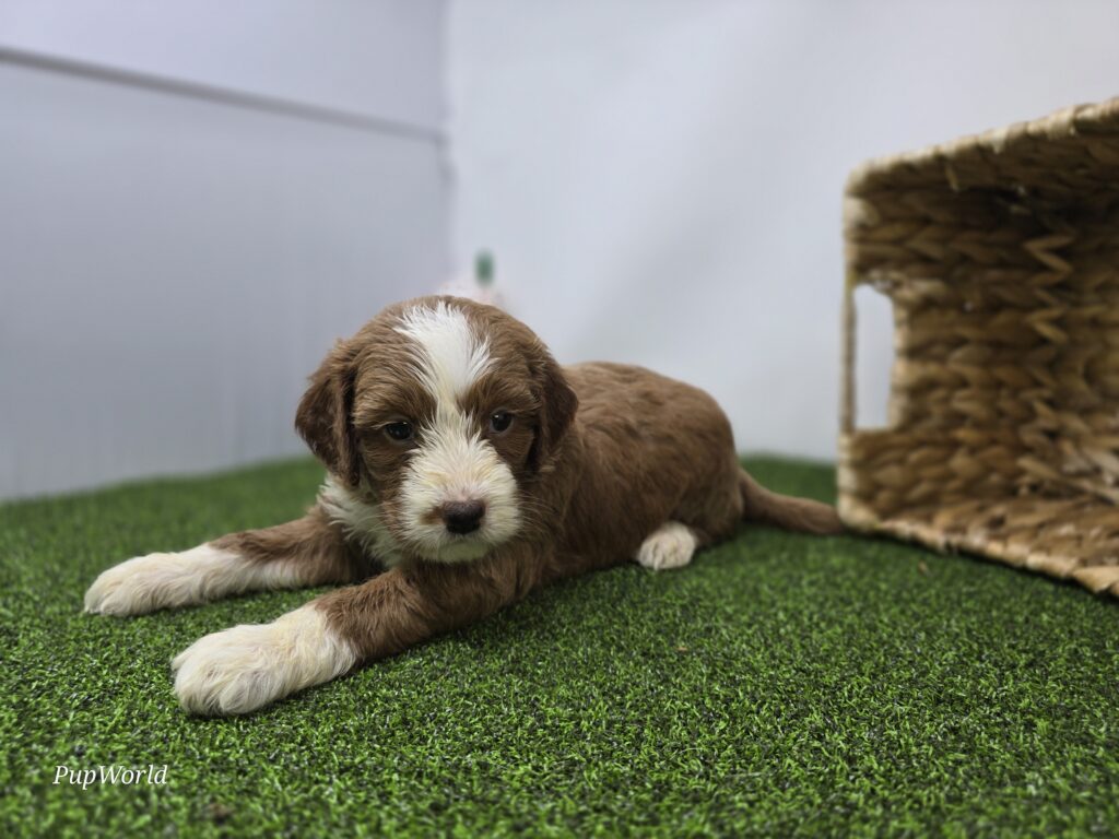 [#26220-08]  - Apricot F Goldendoodle Mini F1b Puppies For Sale