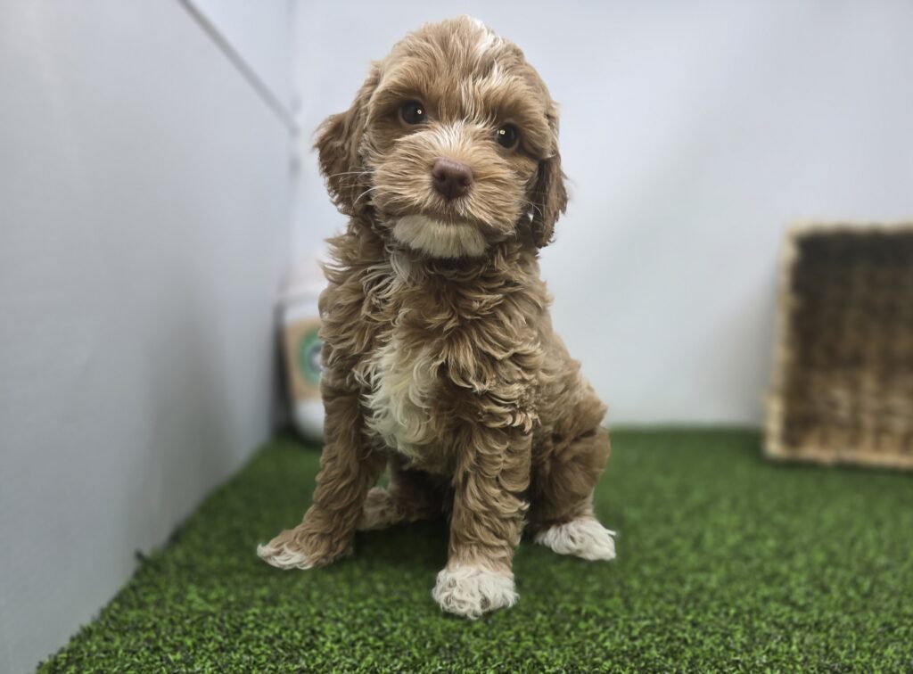 [#265-01]  - Apricot M Goldendoodle Mini F1BB Puppies For Sale