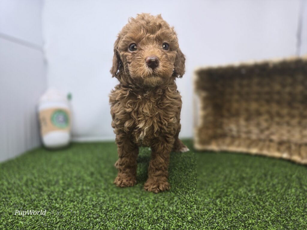 [#265-03]  - Golden F Goldendoodle Mini F1BB Puppies For Sale