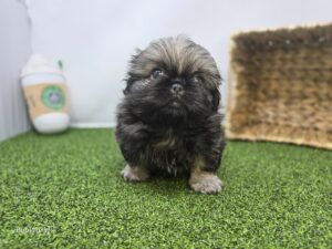 Pekingese