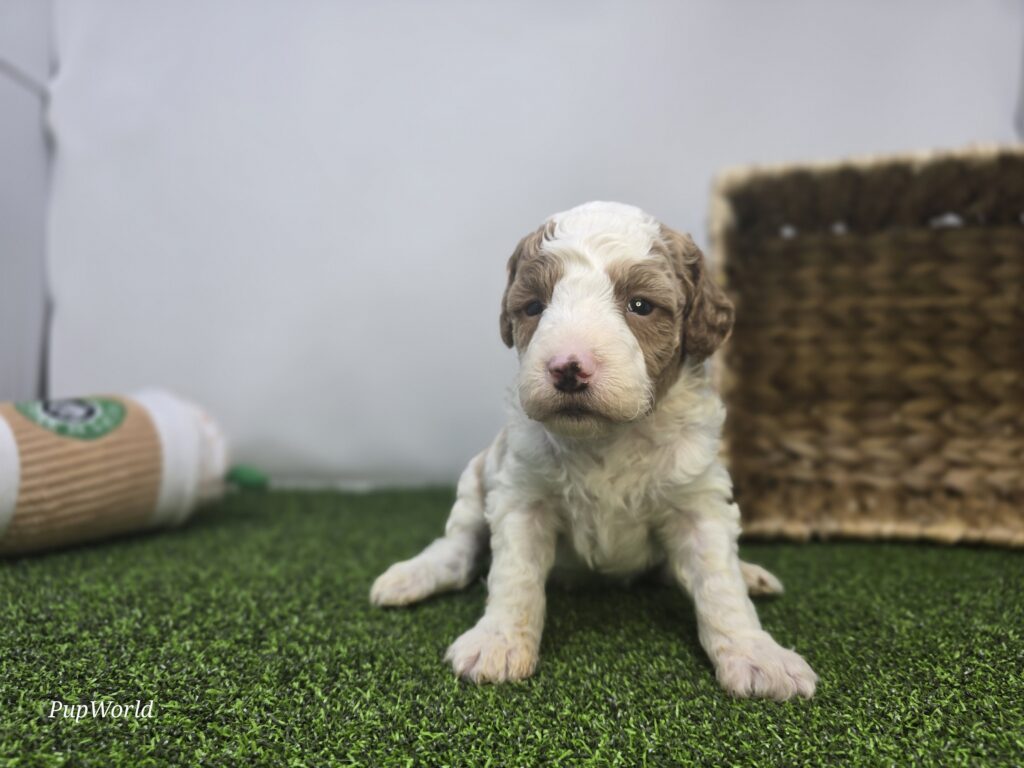 Archer - Goldendoodle Mini F1b - Image 6