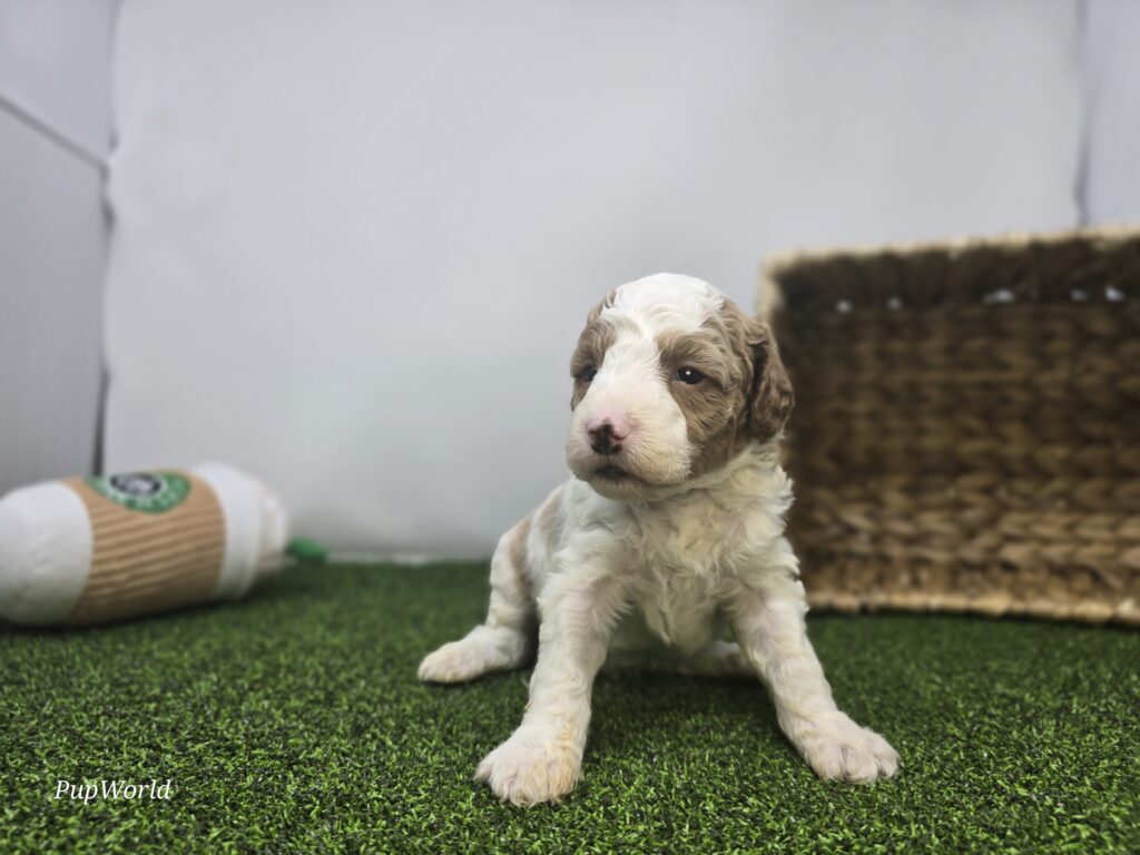Archer - Goldendoodle Mini F1b - Image 4