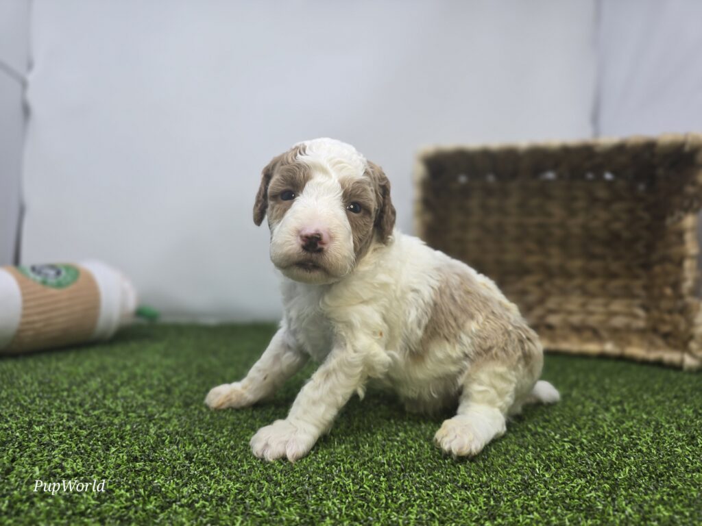 Archer - Goldendoodle Mini F1b - Image 3