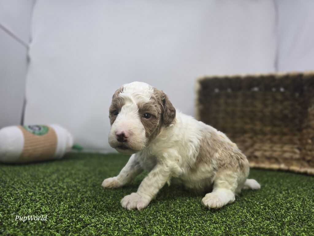 Archer - Goldendoodle Mini F1b - Image 2