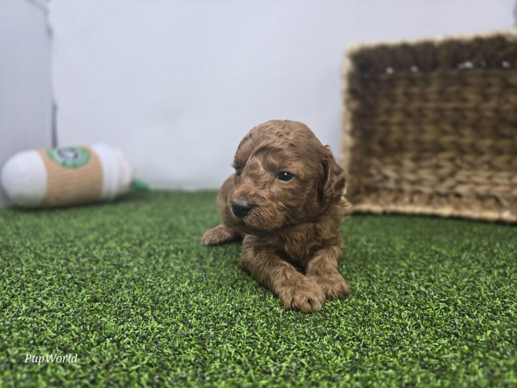 Sawyer - Goldendoodle Mini F1b - Image 6