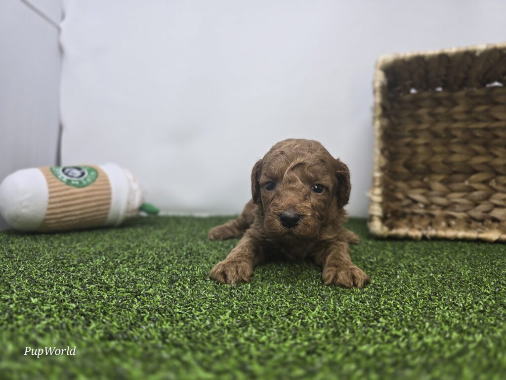 Sawyer - Goldendoodle Mini F1b - Image 4