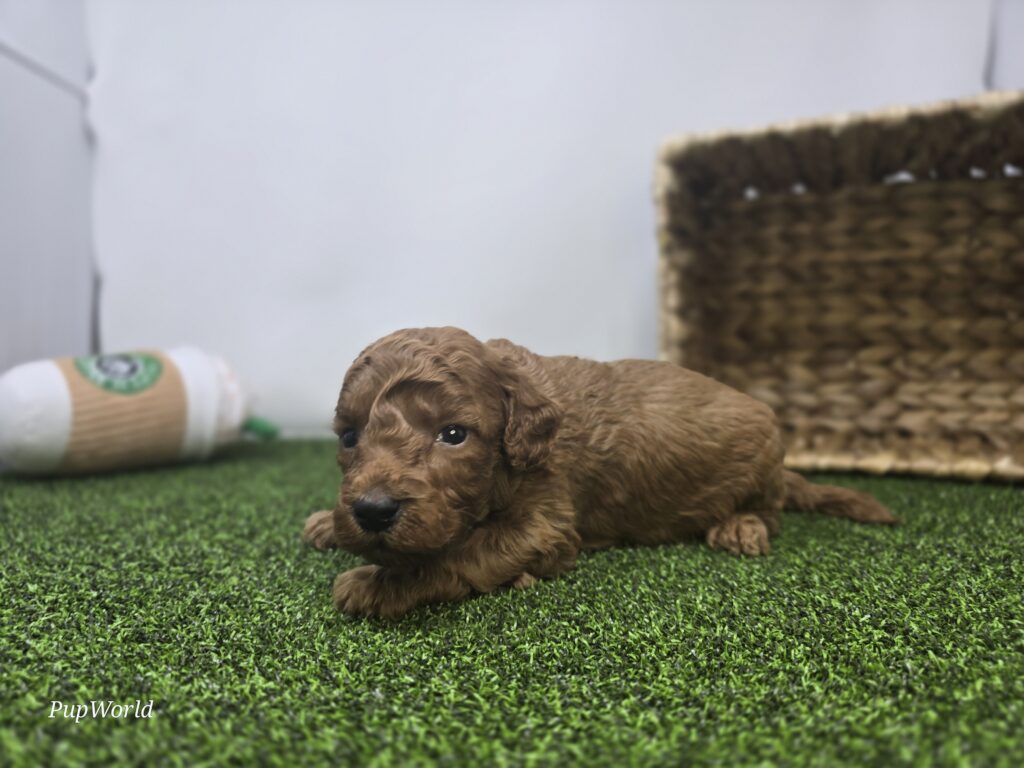 Sawyer - Goldendoodle Mini F1b - Image 5