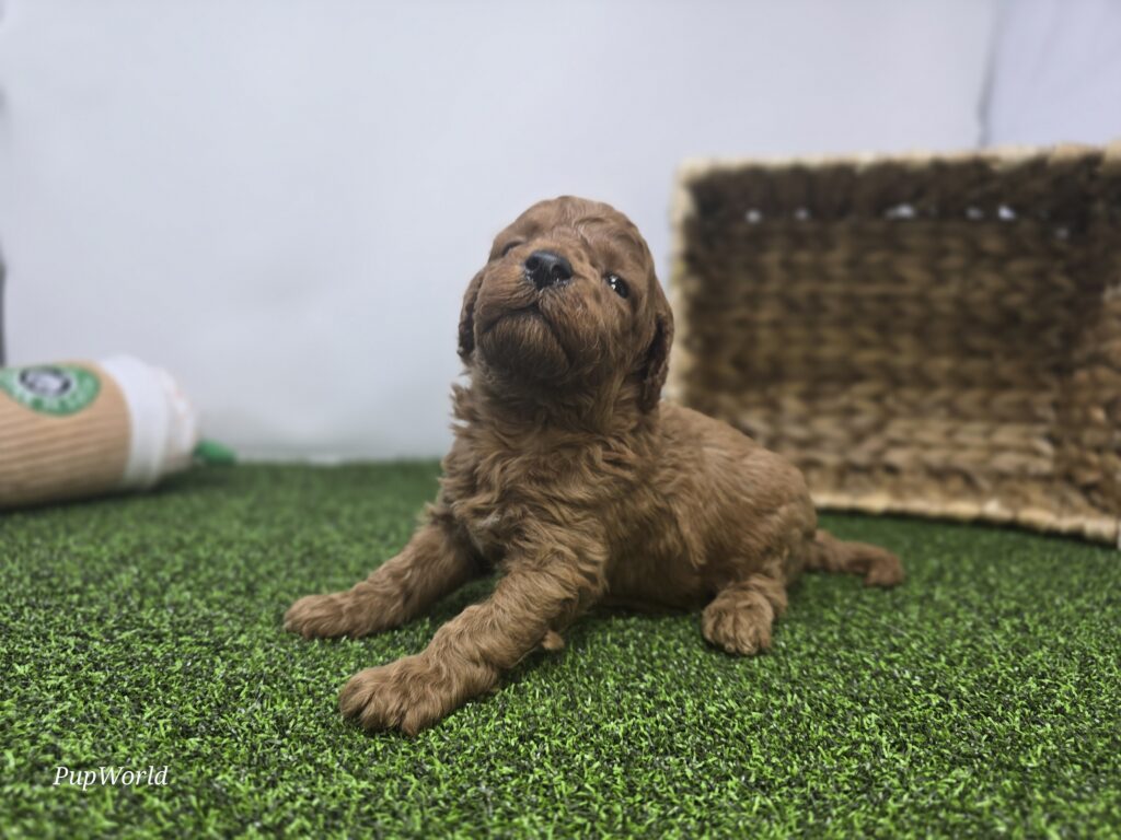 Sawyer - Goldendoodle Mini F1b - Image 3