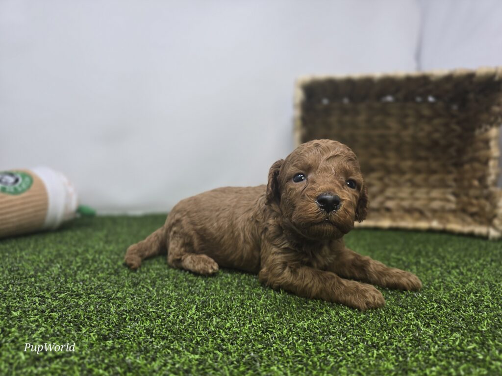 Sawyer - Goldendoodle Mini F1b - Image 2