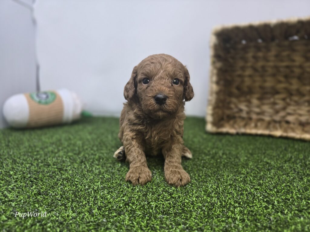 Avery - Goldendoodle Mini F1b - Image 6