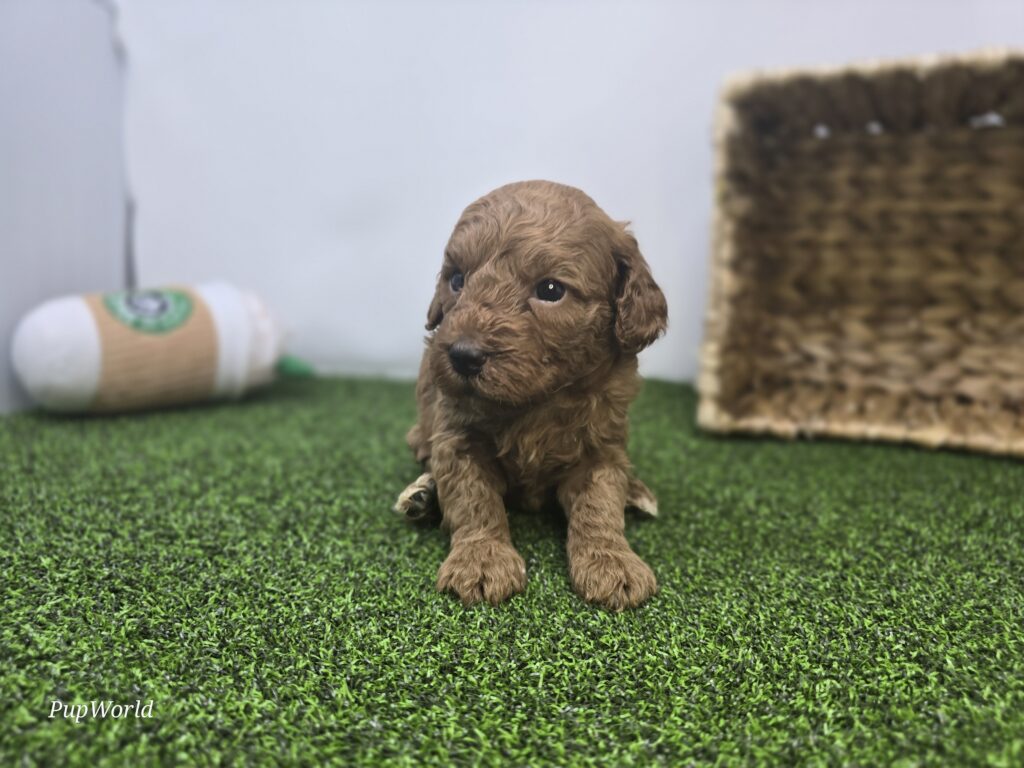 Avery - Goldendoodle Mini F1b - Image 7